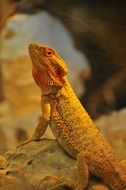 Yellow Lizard