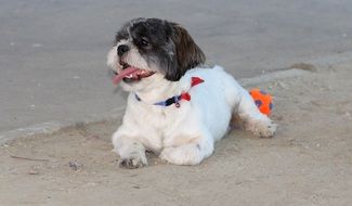 cute black and white dog