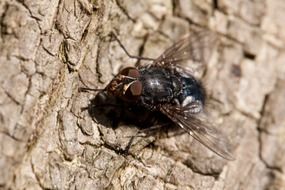 Macro photo of black fly
