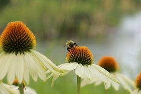 bee on a white flower in nature