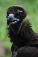 portrait of a brown vulture