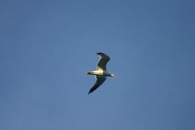 seagull in flight in a clear blue sky