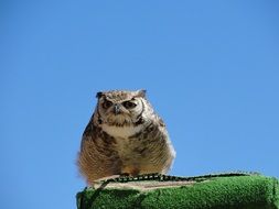 big owl on a background of clear blue sky