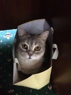 Domestic cat is in the bag