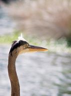 bird near the water close up