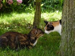 two colorful cats on green grass in the park