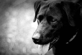 Labrador Dog black and white photo