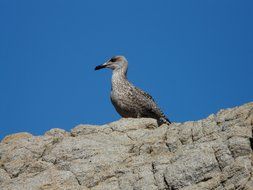 seagull on top of a rock under the blue sky