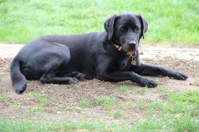 Black dog with collar