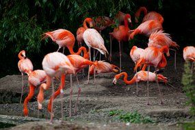 flock of flamingos in africa nature