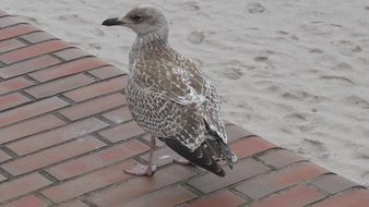 walking seagull bird in a park