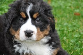 adorable puppy of bernese mountain dog