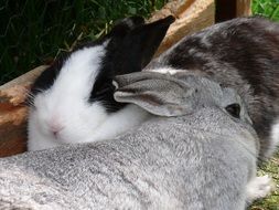 Cute dwarf rabbit