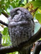 Tengmalm's owl sits on tree branch