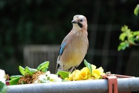 garrulus glandariu