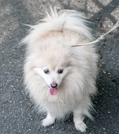 White cute Pomeranian dog