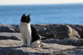 domestic cat on the coast on a sunny day