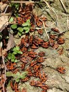 Picture of Fire Bugs