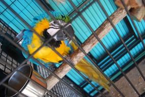 parrot sits on a wooden stick in a cage