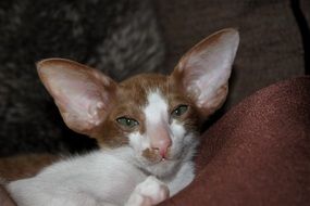 funny thoroughbred oriental shorthair cat