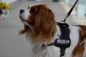 dog breed Cavalier King Charles spaniel on a leash