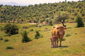 Cow and baby cow on the field on a sunny day