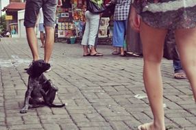 sitting puppy for a walk