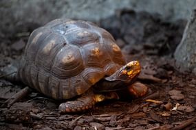 Animal Carapace