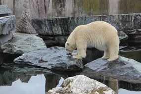 eating polar bear in the zoo