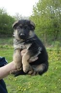 adorable german shepherd puppy