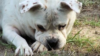 Bulldog lying on the ground