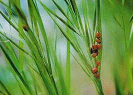 Lady Bugs on a green grass