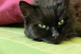 green-eyed black cat