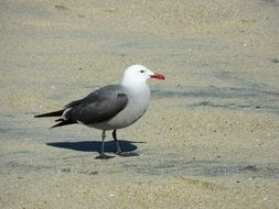 seagull on the sandy coast