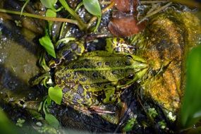 charming Frog Aquatic Animal