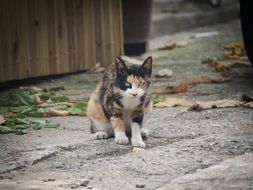 Cat Mammals