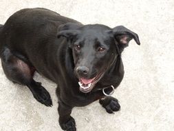 top view of a black dog