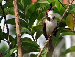 red-whiskered bulbul on the bush