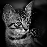 portrait of a kitten in black and white