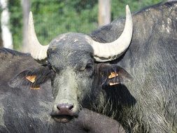 portrait of a water buffalo