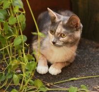 kitten is hiding in the leaves