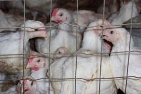 white chicken in a cage