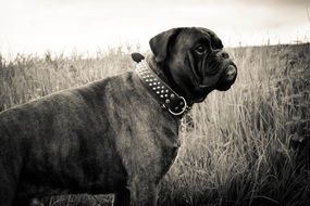 wonderful Dog Boxer