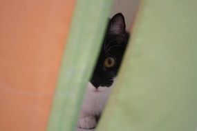 kitten is looking through the door slit