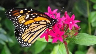 striped butterfly on a pink flower in the garden