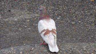 Dove Bird on the ground walking