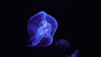 Dark picture of magnificent Jellyfish in ocean