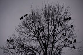 birds on a tree without leaves