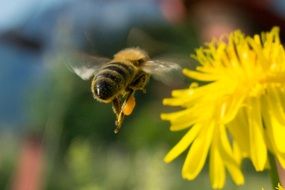 bee flies to dandelion