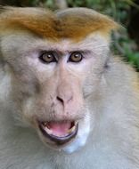 close-up of the cute colorful monkey face
